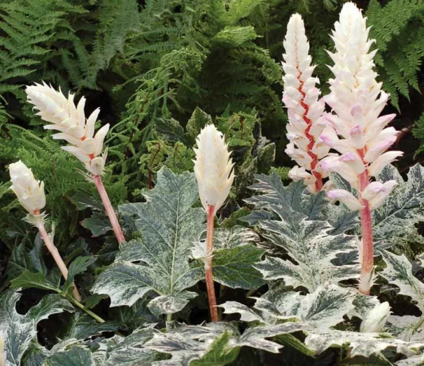 Acanthus Whitewater, Bear's Breech Whitewater, Bear's Breeches Whitewater, Shade Plants, Perennial Plants, Shade Perennials, White Flowers