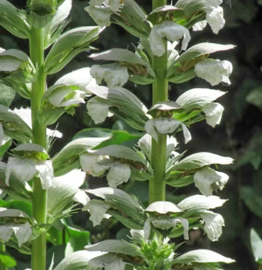 Acanthus mollis 'Rue Ledan', Bear's Breech 'Rue Ledan', Bear's Breeches 'Rue Ledan', Brank Ursine 'Rue Ledan', Common Bear's Breech 'Rue Ledan', Soft-Leaved Bear's Breech 'Rue Ledan', White Acanthus, Shade Plants, Perennial Plants, Shade Perennials