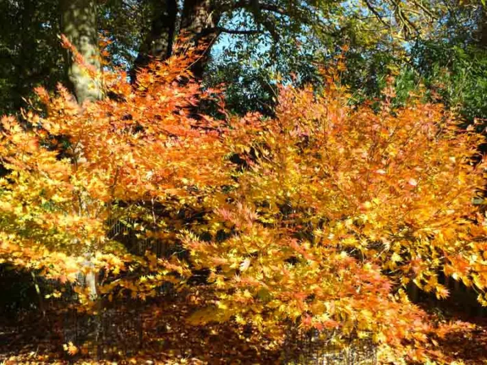 Acer shirasawanum 'Jordan', Full Moon Maple 'Jordan', Shirasawa Maple 'Jordan', Acer palmatum 'Jordan', Acer 'Jordan', Japanese Maples, Fall Color