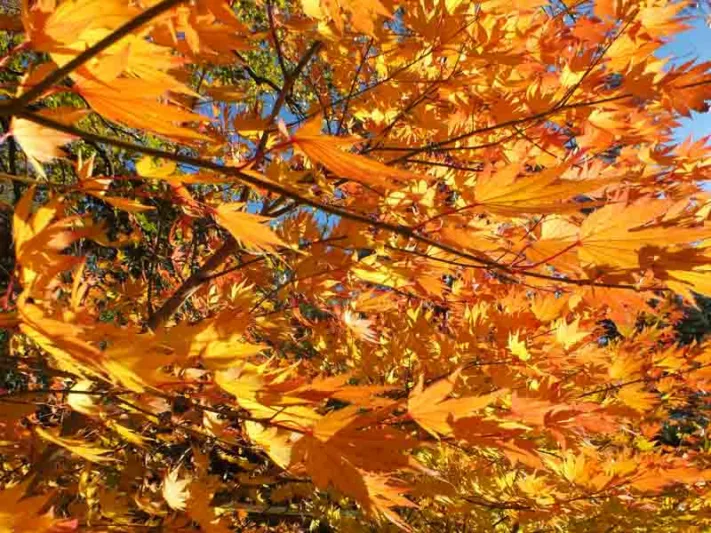 Acer shirasawanum 'Jordan', Full Moon Maple 'Jordan', Shirasawa Maple 'Jordan', Acer palmatum 'Jordan', Acer 'Jordan', Japanese Maples, Fall Color