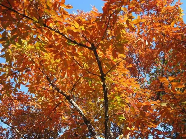 Acer triflorum,Three-Flowered Maple,  Tree with fall color, Fall color, Attractive bark Tree, Peeling Bark