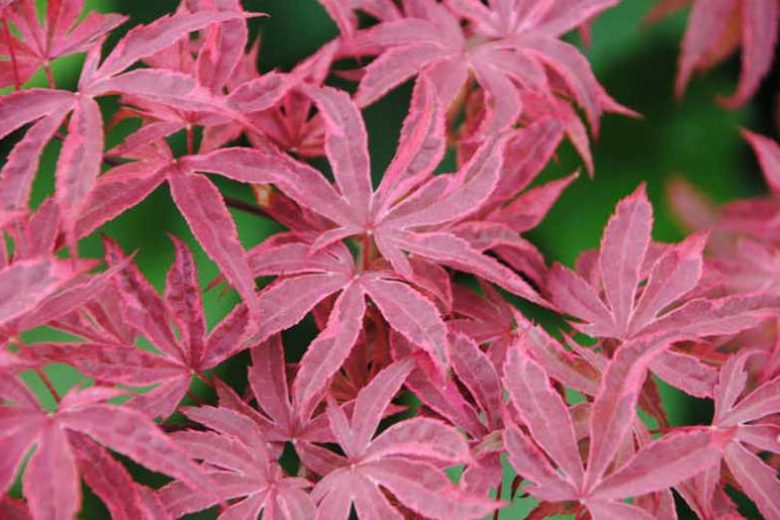 Acer palmatum 'Geisha Gone Wild', Japanese Maple Geisha Gone Wild, Tree with fall color, Fall color, Attractive bark Tree, Variegated Japanese Maple, Variegated Acer, Variegated leaves, Variegate Maple