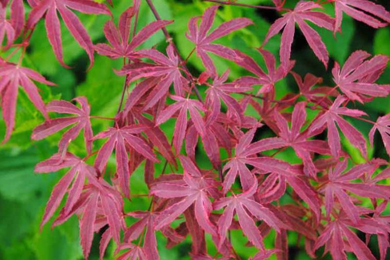 Acer palmatum 'Geisha Gone Wild', Japanese Maple Geisha Gone Wild, Tree with fall color, Fall color, Attractive bark Tree, Variegated Japanese Maple, Variegated Acer, Variegated leaves, Variegate Maple