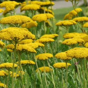 Achillea Coronation Gold, Yarrow Coronation Gold, AGM Yarrow, summer flowering perennial, drought tolerant perennial, yellow flowering perennial