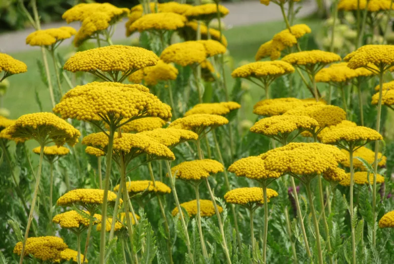 Achillea Coronation Gold, Yarrow Coronation Gold, AGM Yarrow, summer flowering perennial, drought tolerant perennial, yellow flowering perennial