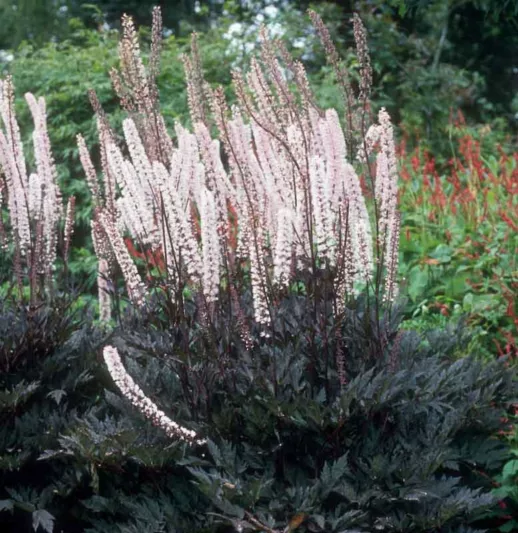 Actaea Simplex Pink Spike, Baneberry 'Pink Spike', Bugbane 'Pink Spike', Cimicifuga ramosa 'Pink Spike', Actaea ramosa 'Pink Spike', Cohosh 'Pink Spike', Cimicifuga 'Pink Spike', Pink Spike Snakeroot