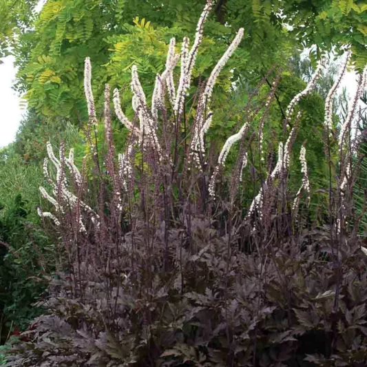Actaea Simplex (Atropurpurea Group) 'Black Negligee', Baneberry 'Black Negligee', Bugbane 'Black Negligee', Cimicifuga Ramosa 'Black Negligee', Cimicifuga Simplex Black Negligee, Cohosh 'Black Negligee