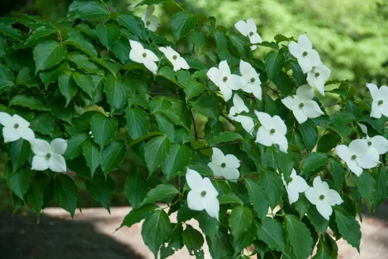 Cornus kousa, Kousa Dogwood, Japanese Dogwood, Deciduous Shrubs, Foliage, Fall color, Winter color, shrub with berries, Flowering tree, red fruits