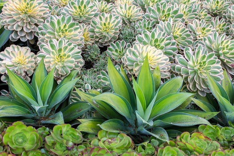Aeonium Sunburst, Aeonium decorum 'Sunburst', Sunburst Aeonium, Variegated Aeonium