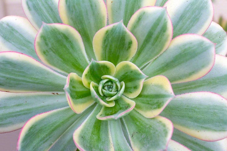 Aeonium Sunburst, Aeonium decorum 'Sunburst', Sunburst Aeonium, Variegated Aeonium