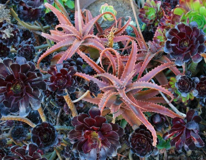 Aeonium Zwartkop, Aeonium 'Black Rose', Purple Crest Aeonium, Aeonium 'Blacktop', Aeonium 'Black Beauty', 'Black Tree' Aeonium, Aeonium Schwartzkopf, Aeonium atropurpureum, Black Aeonium, Black succulent
