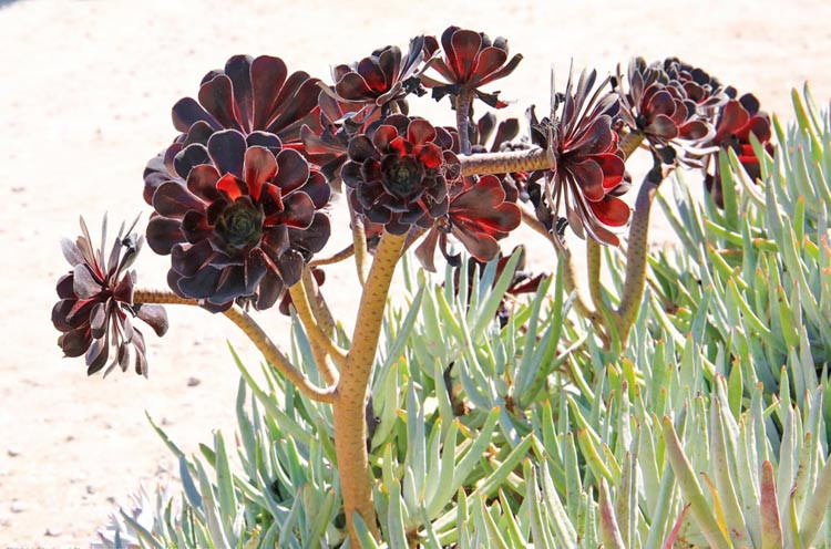 Aeonium Zwartkop, Aeonium 'Black Rose', Purple Crest Aeonium, Aeonium 'Blacktop', Aeonium 'Black Beauty', 'Black Tree' Aeonium, Aeonium Schwartzkopf, Aeonium atropurpureum, Black Aeonium, Black succulent
