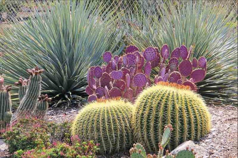 Dasylirion wheeleri, Blue Sotol, Sotol Wheeler, Common Desert Spoon, Saw Yucca, Desert Spoon, Spoon Flower, Common Sotol