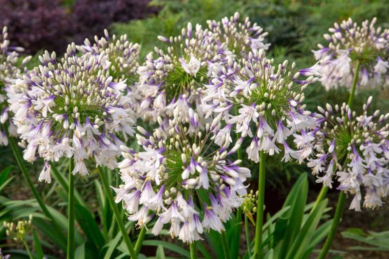 Agapanthus 'Fireworks', African Lily 'Fireworks', Lily of the Nile 'Fireworks', White flower, White Agapanthus, White African Lily