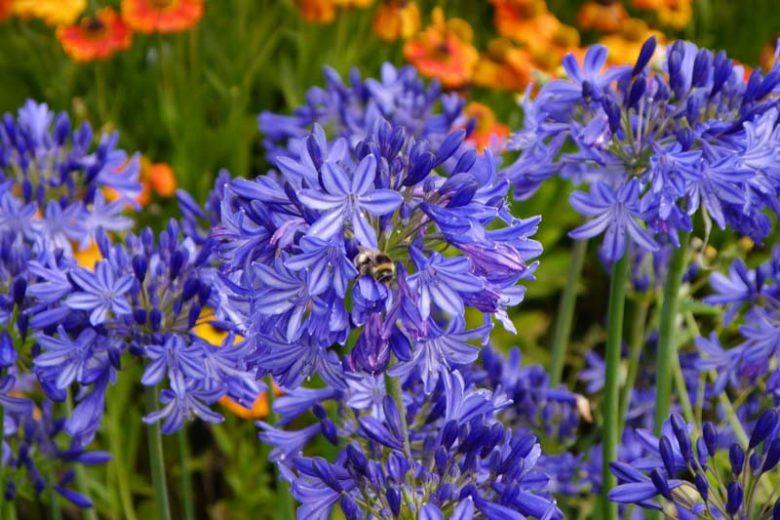Agapanthus 'Northern Star', lily of the Nile 'Northern Star', African Lily 'Northern Star', Blue flower, purple flower
