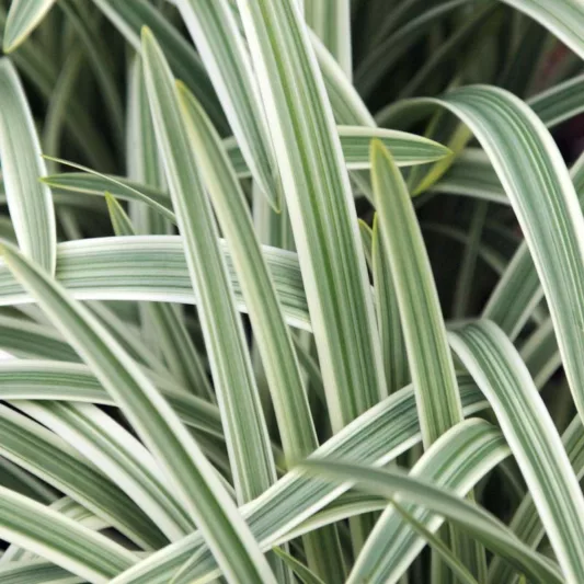 Agapanthus 'Silver Moon', African Lily 'Silver Moon', Lily of the Nile 'Silver Moon', Variegated African Lily, Variegated Lily of the Nile, Blue flower, Blue Agapanthus, Blue African Lily