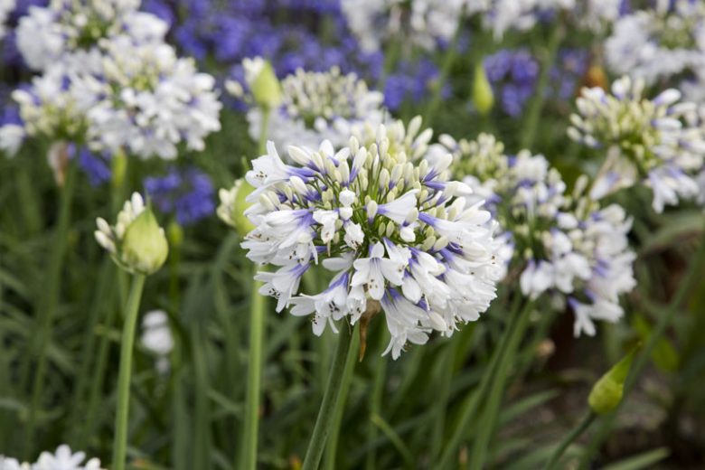 Agapanthus orientalis 'Queen Mum',African Lily 'Queen Mum', Lily of the Nile 'Queen Mum', Agapanthus 'Queen Mum', White flower, White Agapanthus, White African Lily
