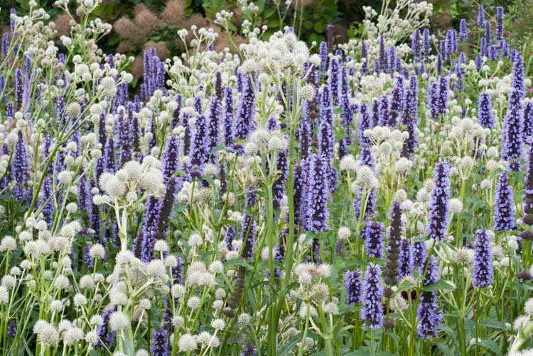 Agastache Black Adder, Giant Hyssop Black Adder, Long blooming perennials