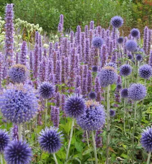Agastache Blue Fortune, Anise Hyssop 'Blue Fortune', Giant Hyssop 'Blue Fortune', Agastache Aurantiaca 'Blue Fortune', blue flowers, violet flowers