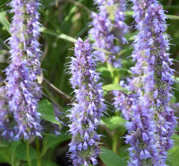 Agastache Blue Fortune, Anise Hyssop 'Blue Fortune', Giant Hyssop 'Blue Fortune', Agastache Aurantiaca 'Blue Fortune', blue flowers, violet flowers