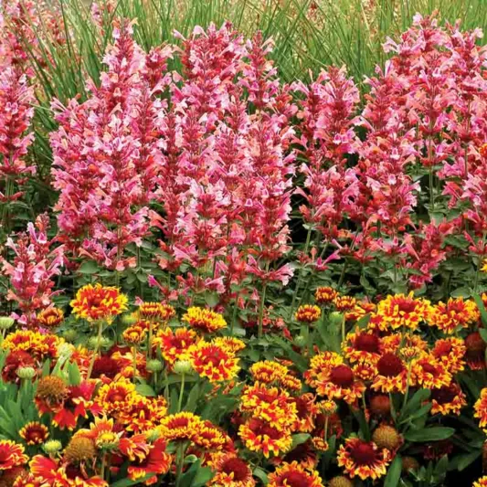 Hyssop Kudos Ambrosia, Anise Hyssop Kudos Ambrosia, Hummingbird Mint Kudos Ambrosia, Dwarf Hyssop Kudos Ambrosia, Pink Hyssop, Pink Flowers, Pink Hummingbrid Mint