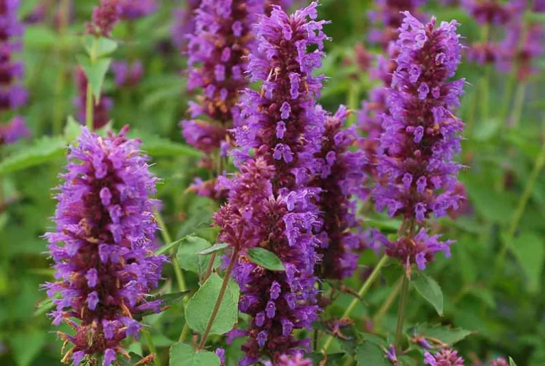 Agastache Blue Boa, Hyssop Blue Boa, Anise Hyssop Blue Boa, Hummingbird Mint Blue Boa,