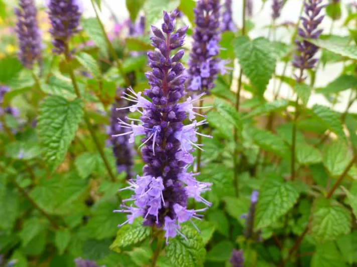 Agastache rugosa 'Little Adder', Hyssop 'Little Adder', Anise Hyssop 'Little Adder', Hummingbird Mint 'Little Adder', Long blooming perennials, Blue flowers, Bue hyssops, Blue agastache