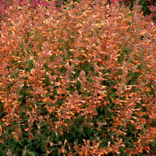 Hyssop Summer Sunset, Anise Hyssop Summer Sunset, Hummingbird Mint Summer Sunset, Giant Hyssop Summer Sunset