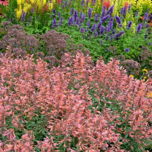 Hyssop Summer Sunset, Anise Hyssop Summer Sunset, Hummingbird Mint Summer Sunset, Giant Hyssop Summer Sunset