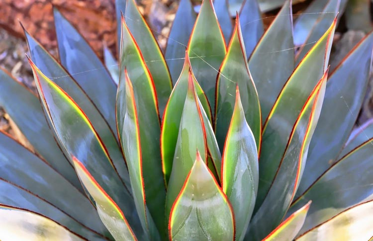 Agave 'Blue Glow', 'Blue Glow' Agave, Blue Agave,