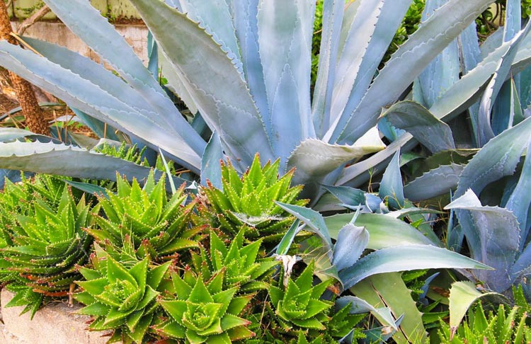 Aloe nobilis,Golden Toothed Aloe, Aloe Mitre, Noble Aloe, Aloe perfoliata, Aloe albispina, Aloe commelyni, Aloe flavispina, Aloe parvispina, Red flowers, Orange flowers