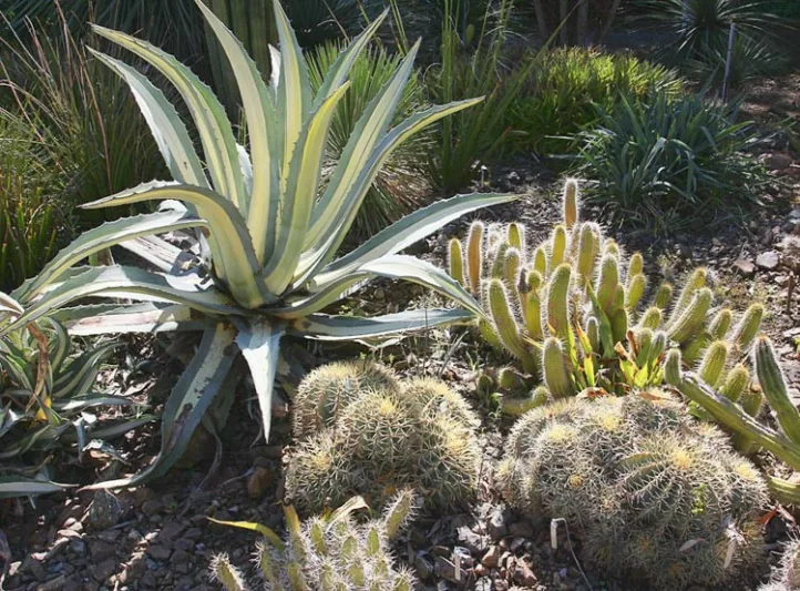 Agave Americana 'Mediopicta Alba', Century Plant 'Mediopicta Alba', American Aloe, Century Plant, Maguey, Flowering Aloe, Spiked Aloe, Variegated agave
