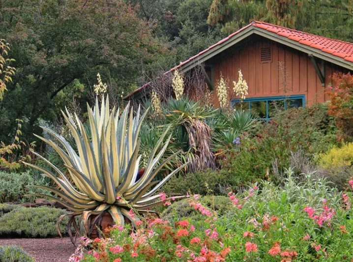 Agave Americana 'Mediopicta Alba', Century Plant 'Mediopicta Alba', American Aloe, Century Plant, Maguey, Flowering Aloe, Spiked Aloe, Variegated agave