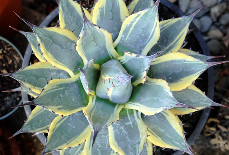 Agave 'Cream Spike', 'Cream Spike' Agave, Agave parryi minima variegata, Agave applanata 'Cream Spike', Agave parryi 'Cream Spike', Variegated Agave, Small Agave