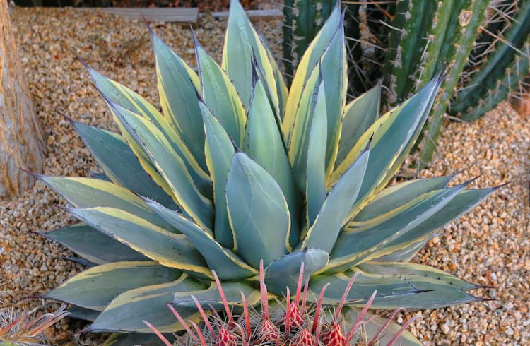 Agave 'Cream Spike', 'Cream Spike' Agave, Agave parryi minima variegata, Agave applanata 'Cream Spike', Agave parryi 'Cream Spike', Variegated Agave, Small Agave