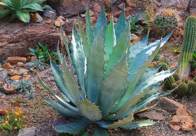 Agave colorata, Mescal Ceniza, Coastal Agave, Blue agave, Gray Agave, Drought tolerant plant, Cold hardy agave, Hardy agave