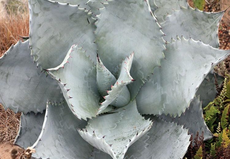 Agave colorata, Mescal Ceniza, Coastal Agave, Blue agave, Gray Agave, Drought tolerant plant, Cold hardy agave, Hardy agave