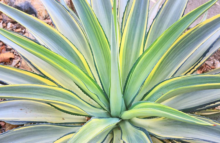 Agave 'Joe Hoak', Variegated Agave, 'Joe Hoak' Agave, Agave desmetiana 'Joe Hoak'