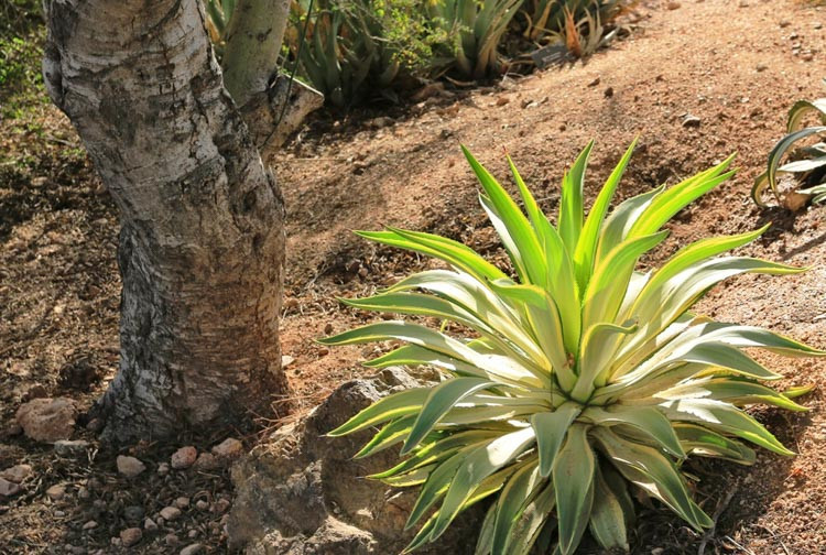 Agave 'Joe Hoak', Variegated Agave, 'Joe Hoak' Agave, Agave desmetiana 'Joe Hoak'