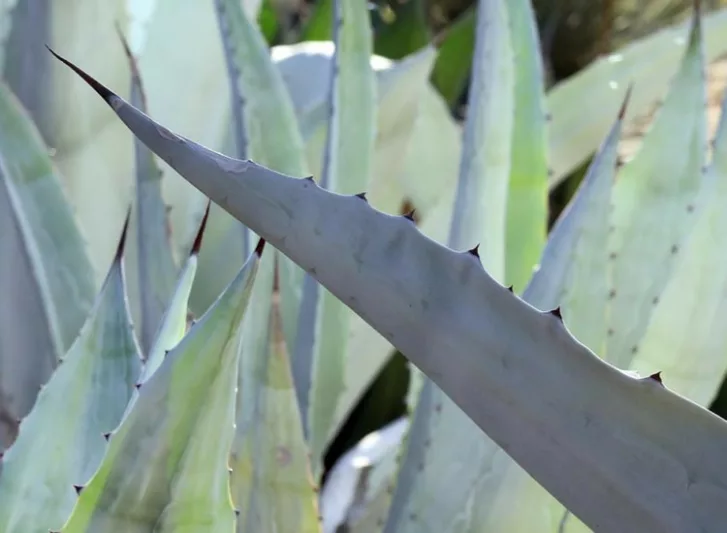 Agave franzosinii, Majestic Agave, Agave beauleriana, Large Agave, Succulent, drought tolerant plant