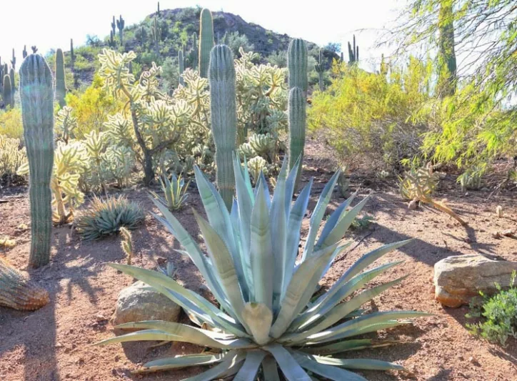 Agave franzosinii, Majestic Agave, Agave beauleriana, Large Agave, Succulent, drought tolerant plant