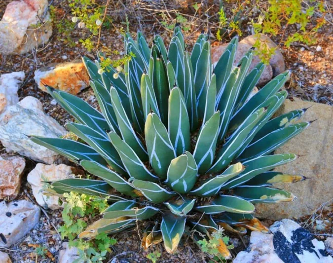 Agave nickelsiae,King of the Agaves, Nickel's Agave, Pinguino, King Ferdinand Agave, King agave, King Ferdinand's Agave, Agave ferdinandi-regis Berger, Agave victoriae-reginae T. Moore var. laxior Berger