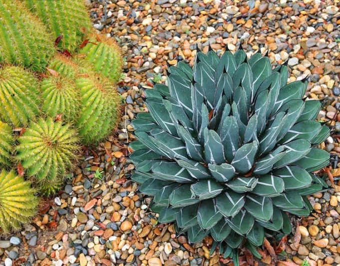 Agave nickelsiae,King of the Agaves, Nickel's Agave, Pinguino, King Ferdinand Agave, King agave, King Ferdinand's Agave, Agave ferdinandi-regis Berger, Agave victoriae-reginae T. Moore var. laxior Berger