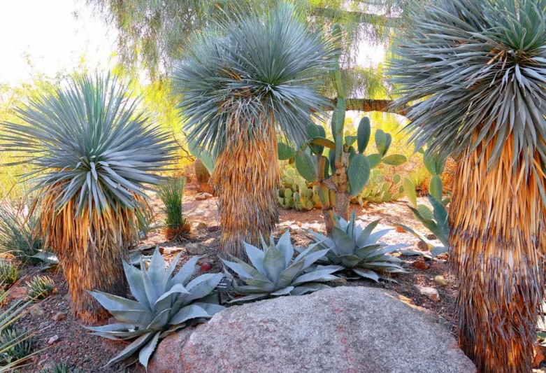 Yucca rostrata, Beaked Yucca, Big Bend Yucca, Drought tolerant, Tree Yucca, Hardy succulent