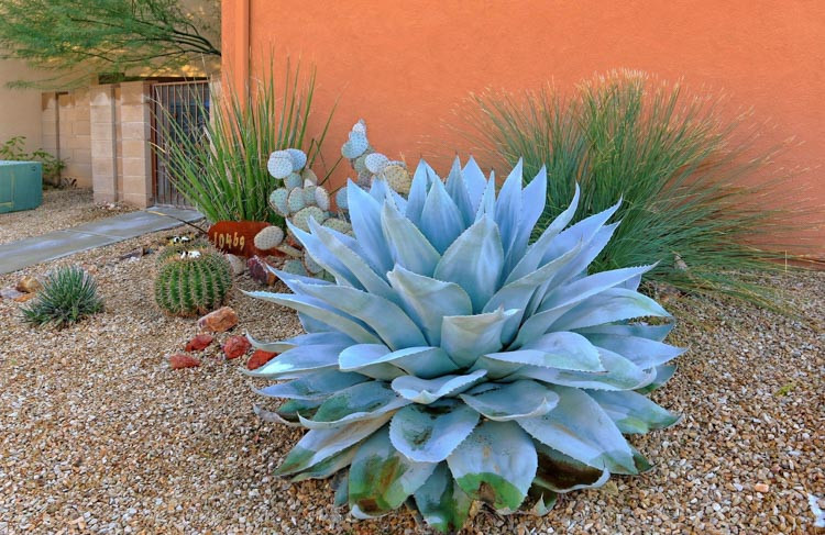 Agave ovatifolia, Whale's Tongue Agave, Whale's Tongue Century Plant, Blue agave, Gray Agave, Drought tolerant plant, Cold hardy agave, Hardy agave