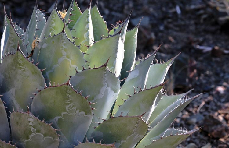 Agave parrasana, Cabbage Head Agave, Cabbage Head Century Plant, succulent, drought tolerant plant