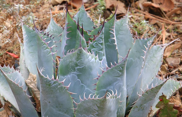 Agave parrasana, Cabbage Head Agave, Cabbage Head Century Plant, succulent, drought tolerant plant