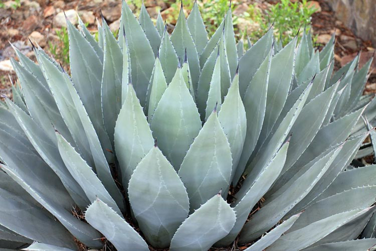 Agave parryi var. huachucensis, Artichoke Agave,Parry's Century Plant, blue Agave, Gray Agave, Drought tolerant plant