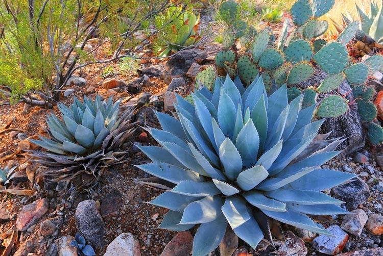 Agave parryi var. huachucensis, Artichoke Agave,Parry's Century Plant, blue Agave, Gray Agave, Drought tolerant plant