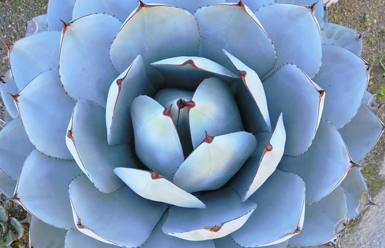 Agave parryi var. truncata Huntington, Huntington Artichoke Agave , Huntington Parry's Century Plant, blue Agave, Gray Agave, Drought tolerant plant